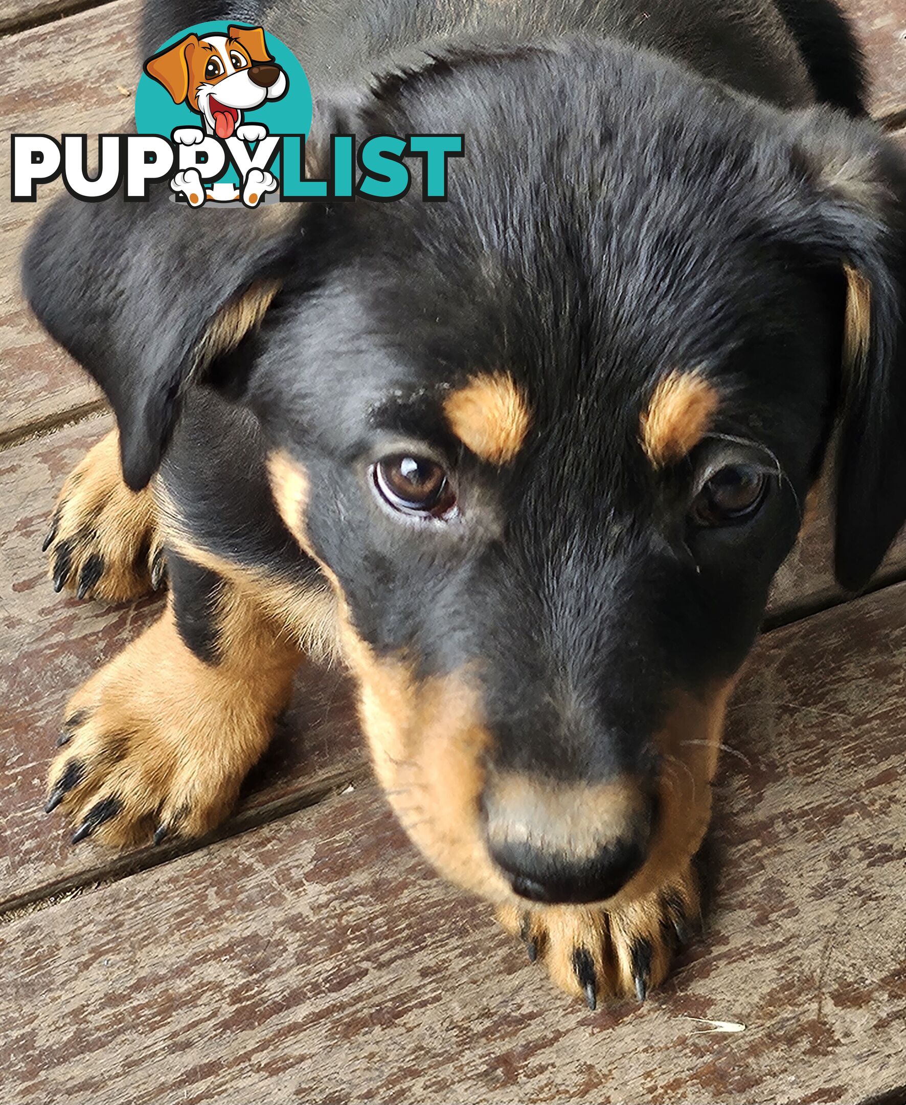 Kelpie x Border Collie Puppies