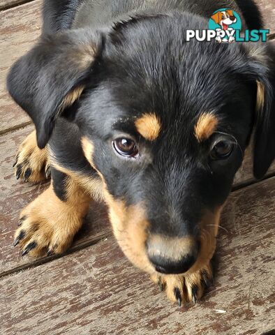 Kelpie x Border Collie Puppies