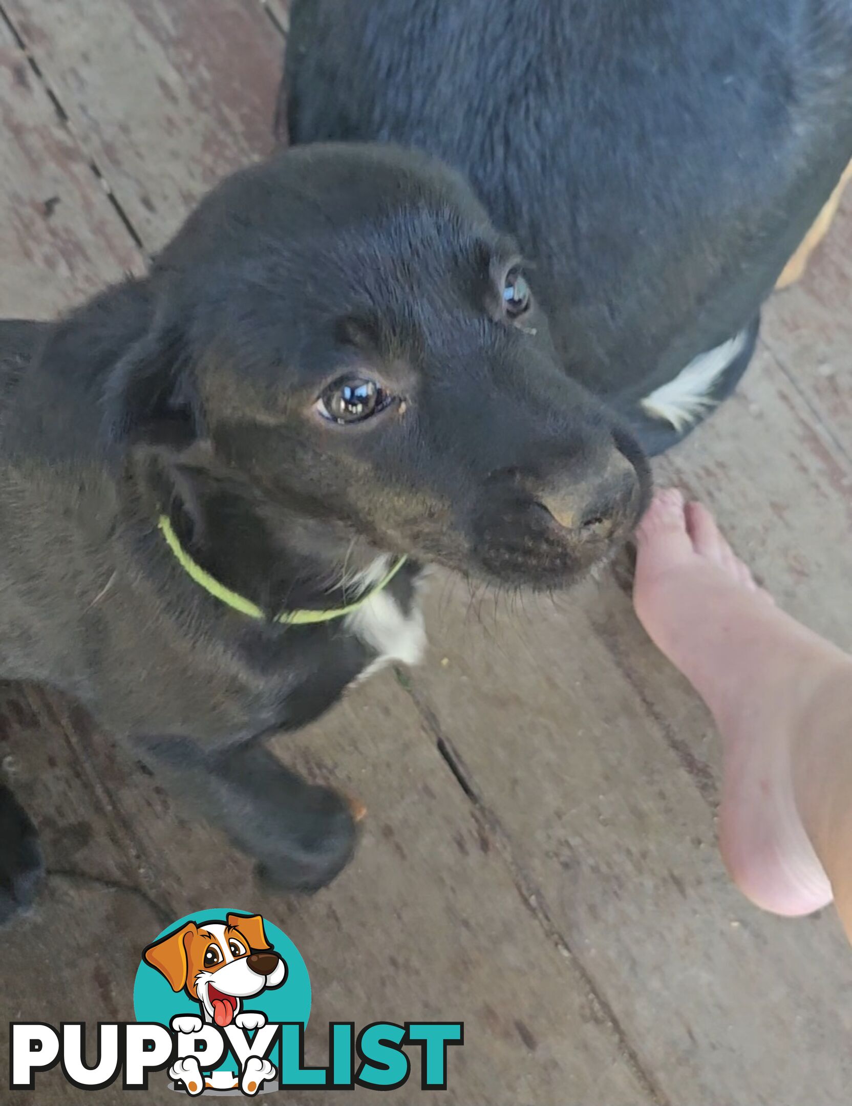 Kelpie x Border Collie Puppies