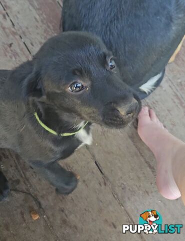 Kelpie x Border Collie Puppies