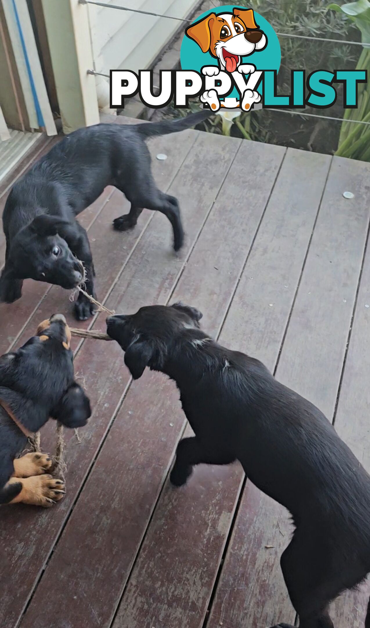 Kelpie x Border Collie Puppies