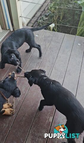 Kelpie x Border Collie Puppies