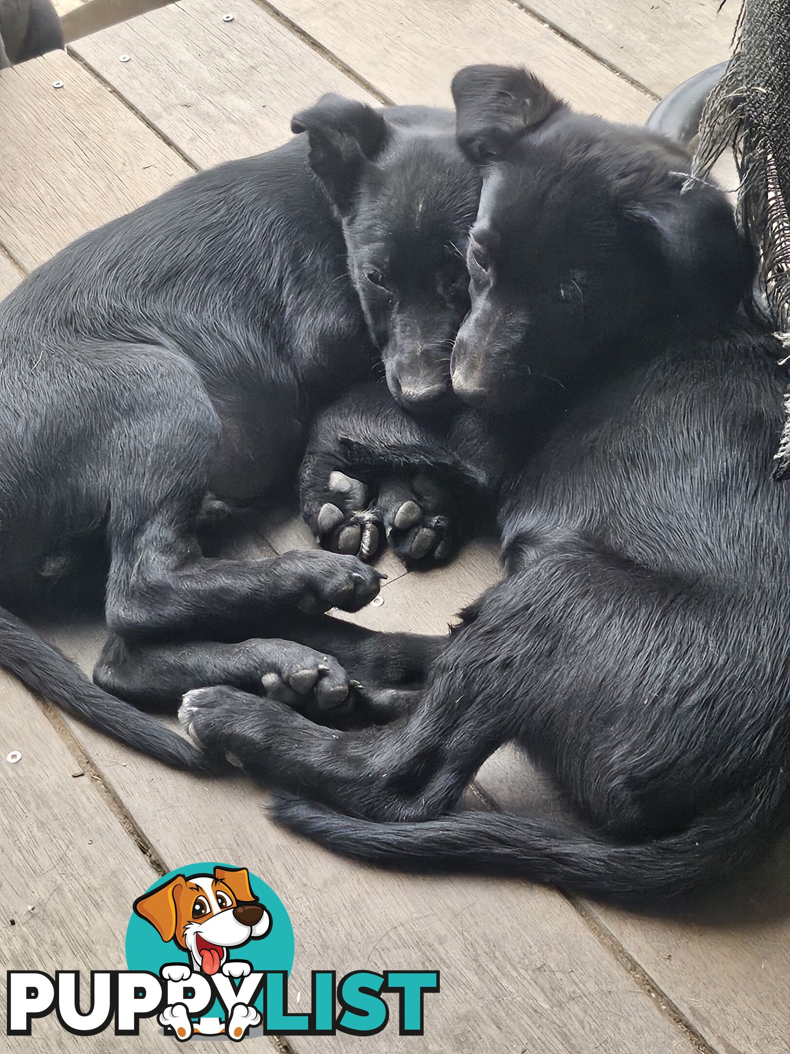 Kelpie x Border Collie Puppies