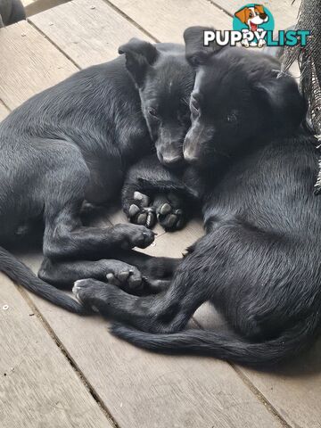 Kelpie x Border Collie Puppies