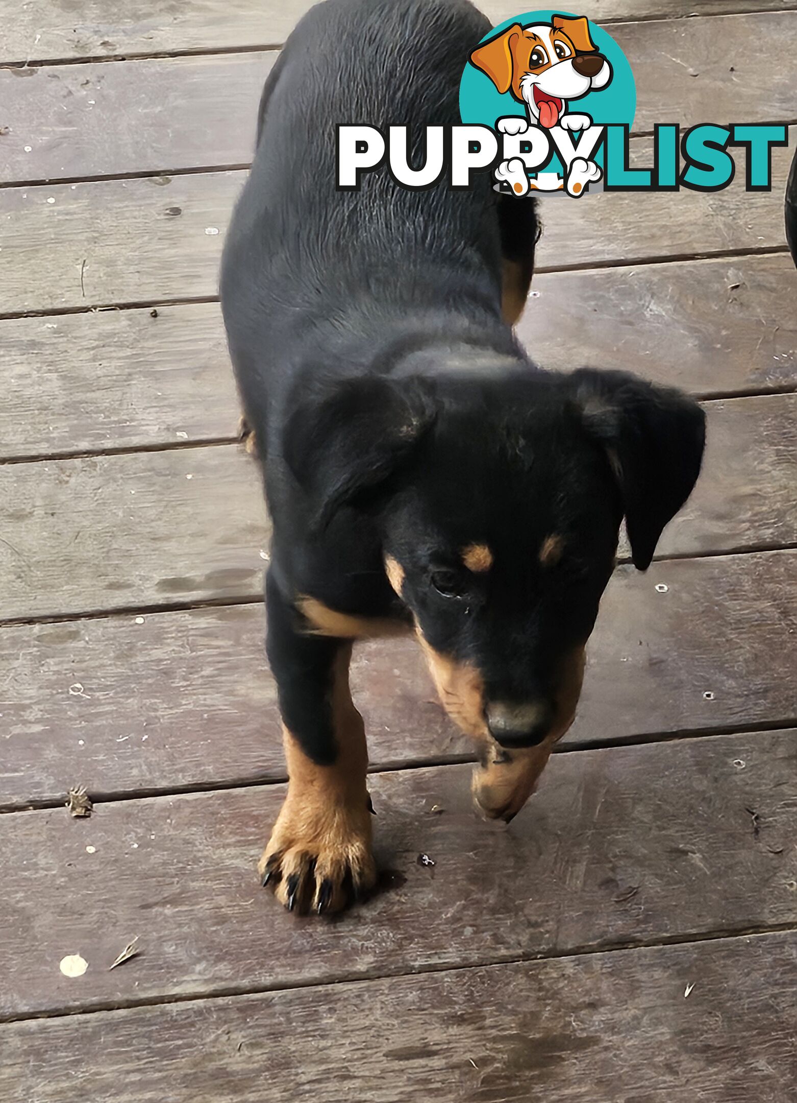 Kelpie x Border Collie Puppies