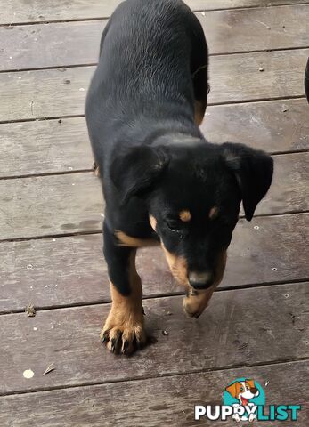 Kelpie x Border Collie Puppies