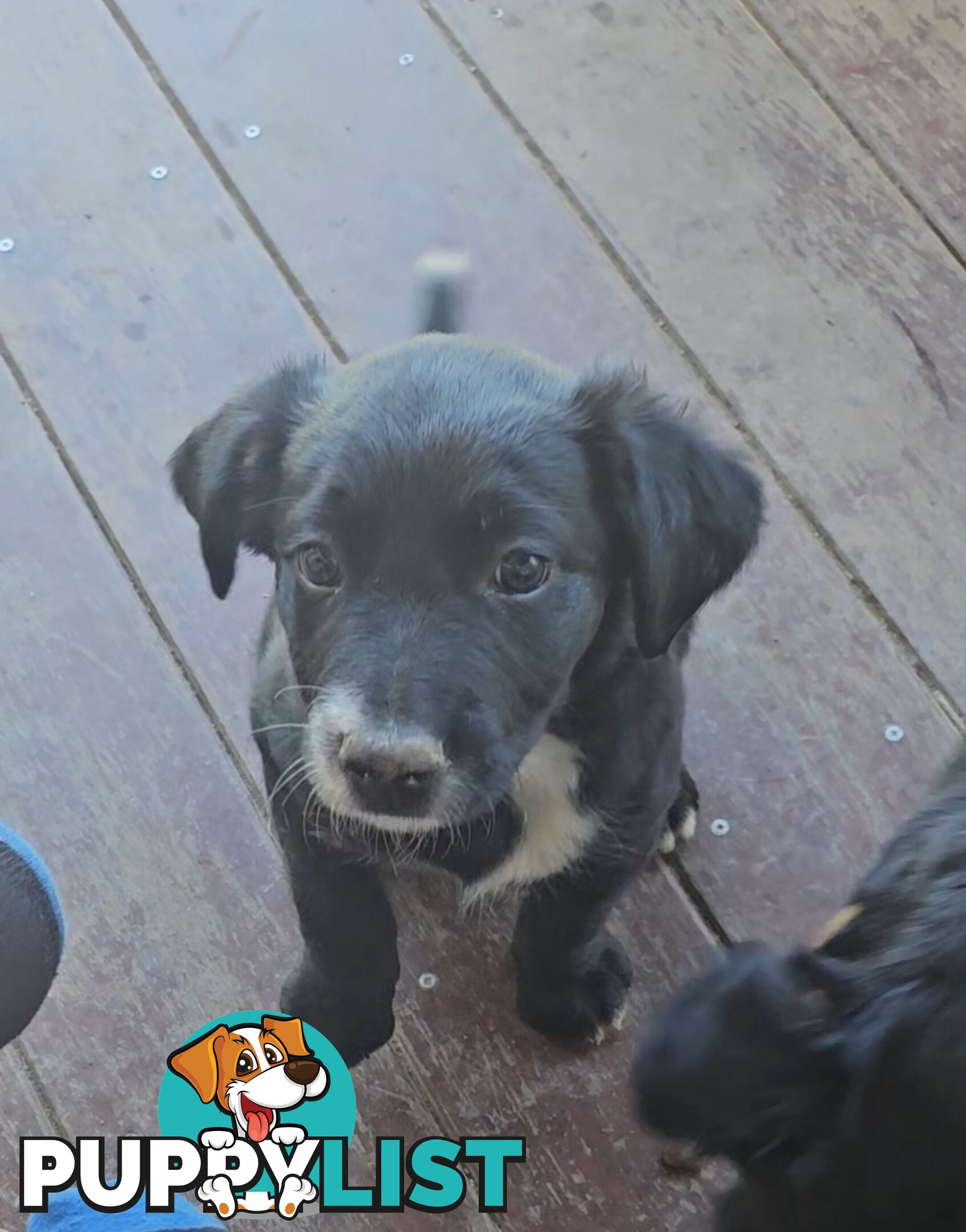 Kelpie x Border Collie Puppies