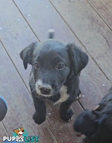 Kelpie x Border Collie Puppies