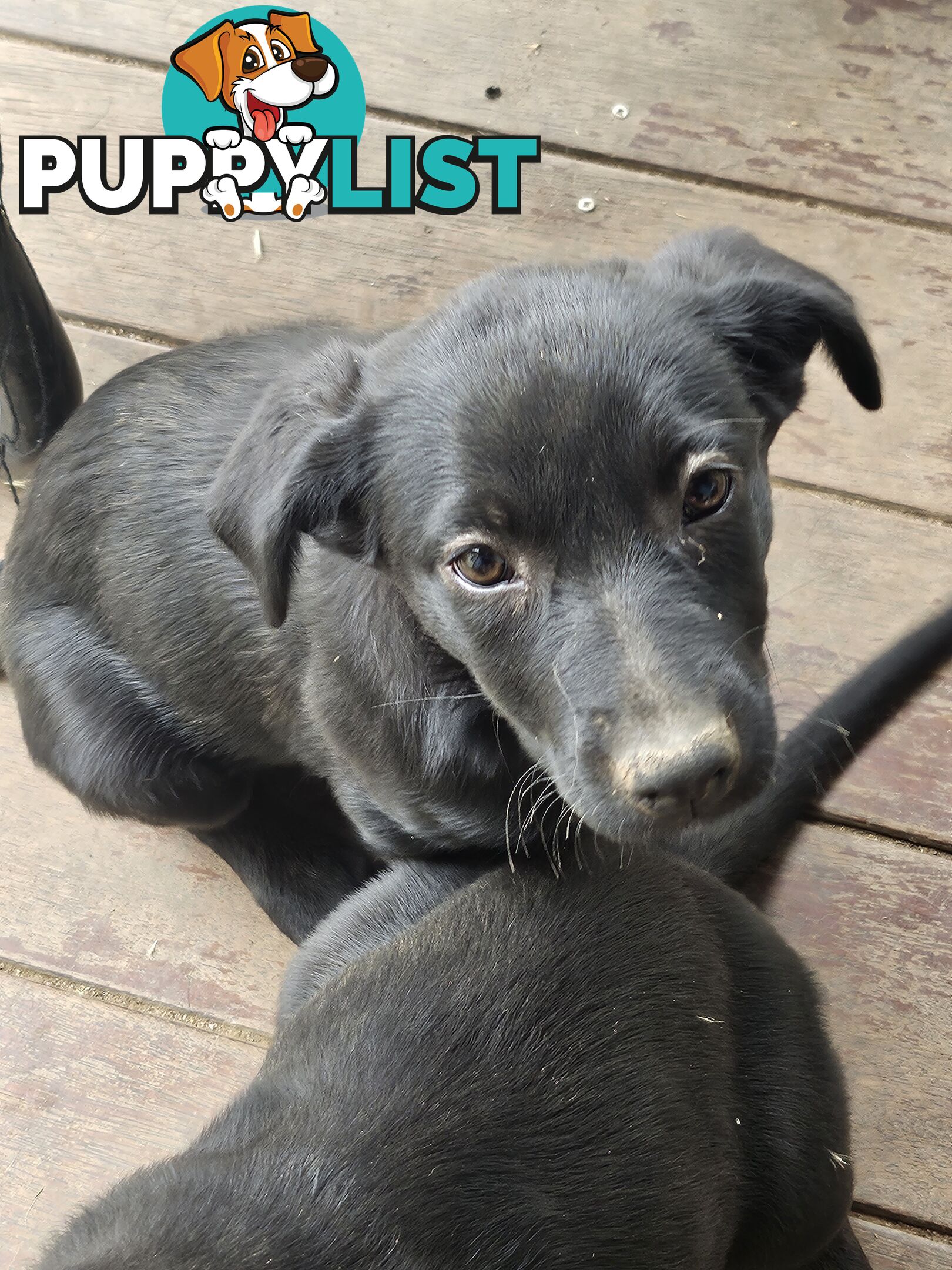 Kelpie x Border Collie Puppies