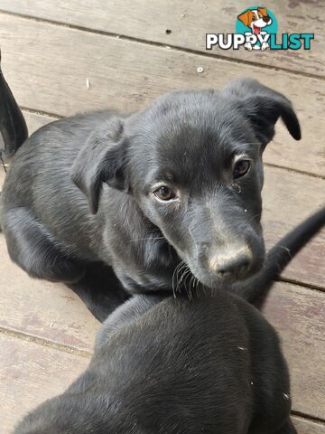 Kelpie x Border Collie Puppies