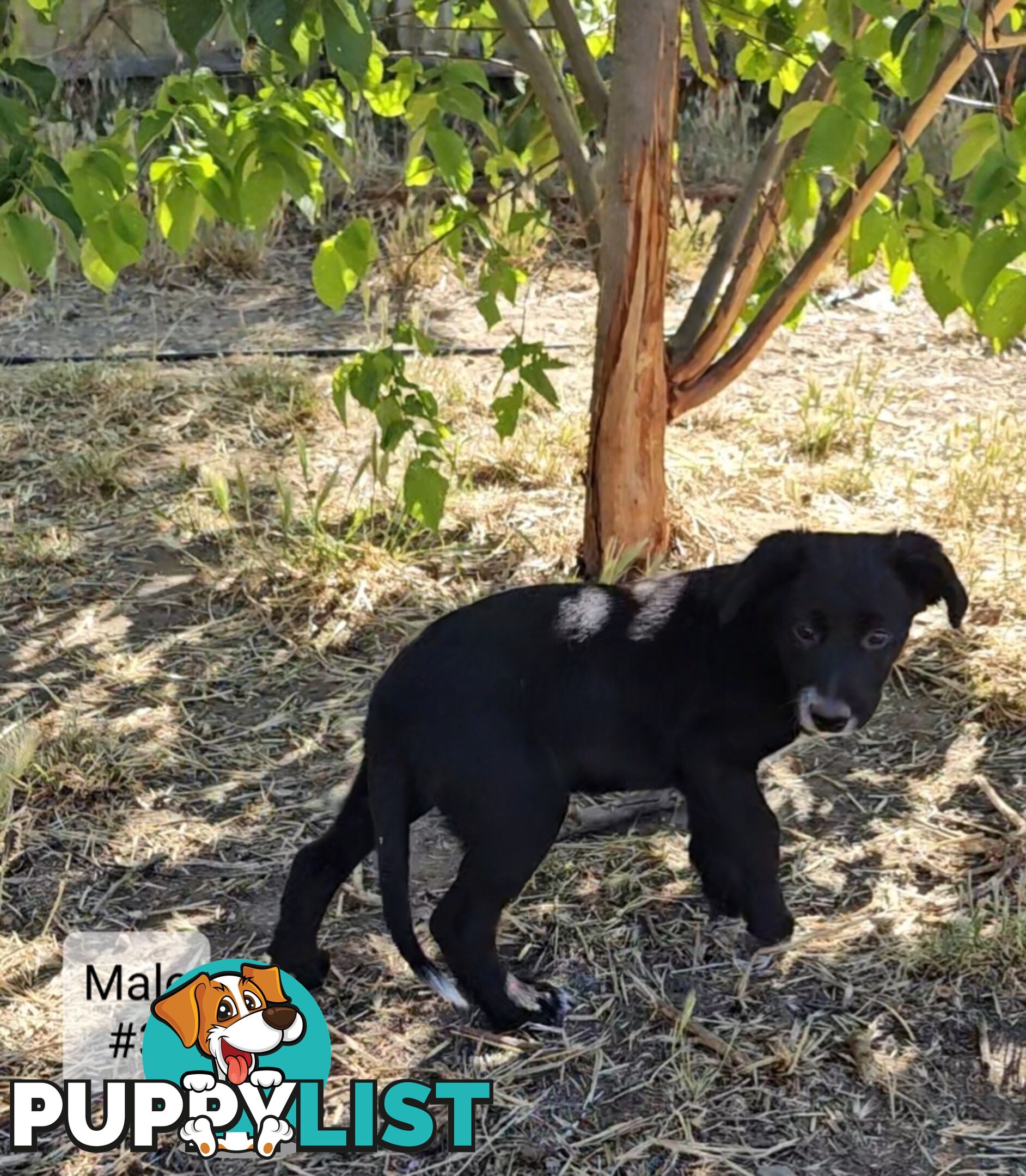 Kelpie x Border Collie Puppies