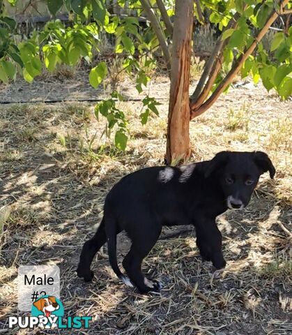 Kelpie x Border Collie Puppies