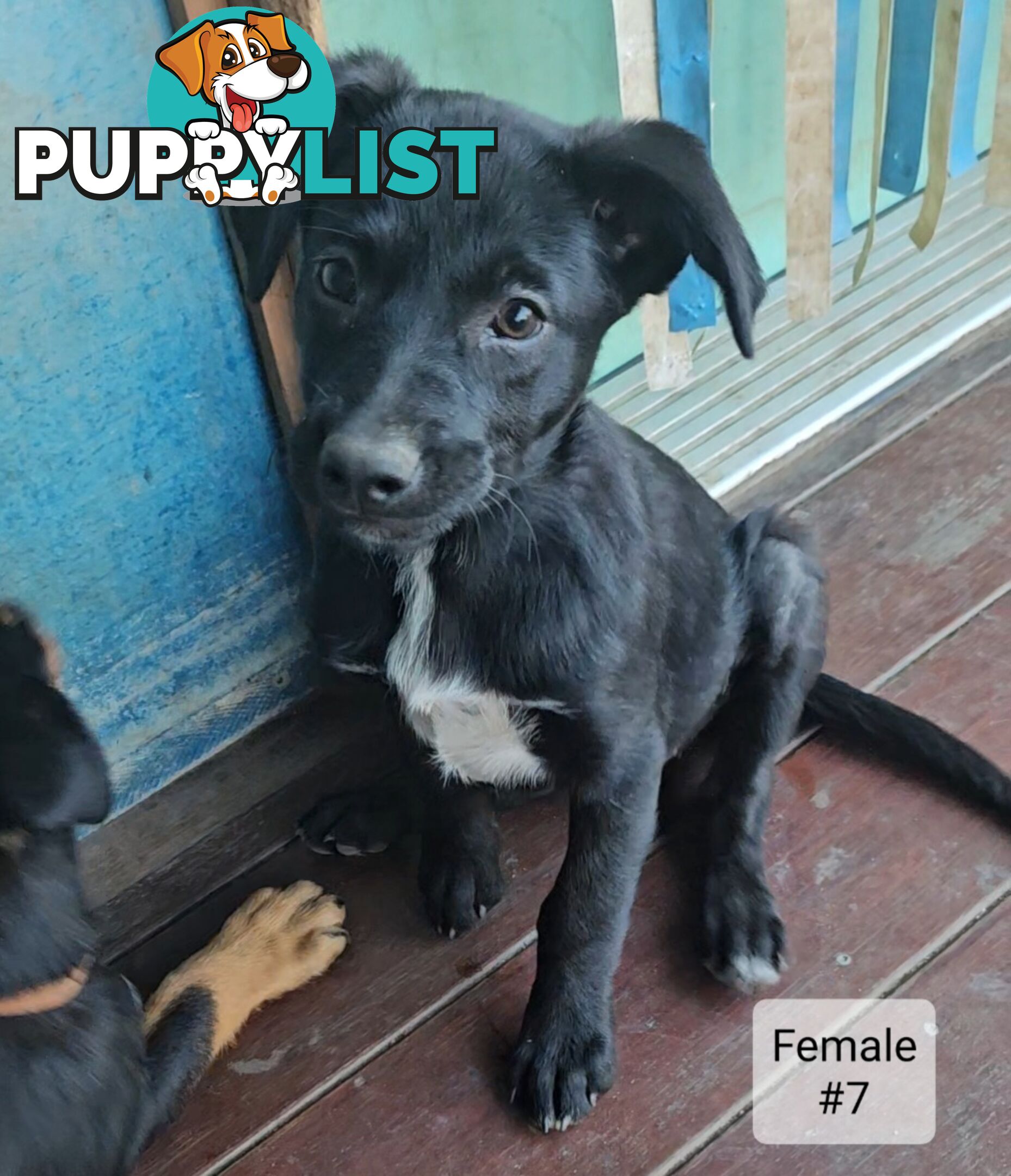 Kelpie x Border Collie Puppies