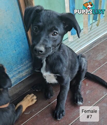 Kelpie x Border Collie Puppies