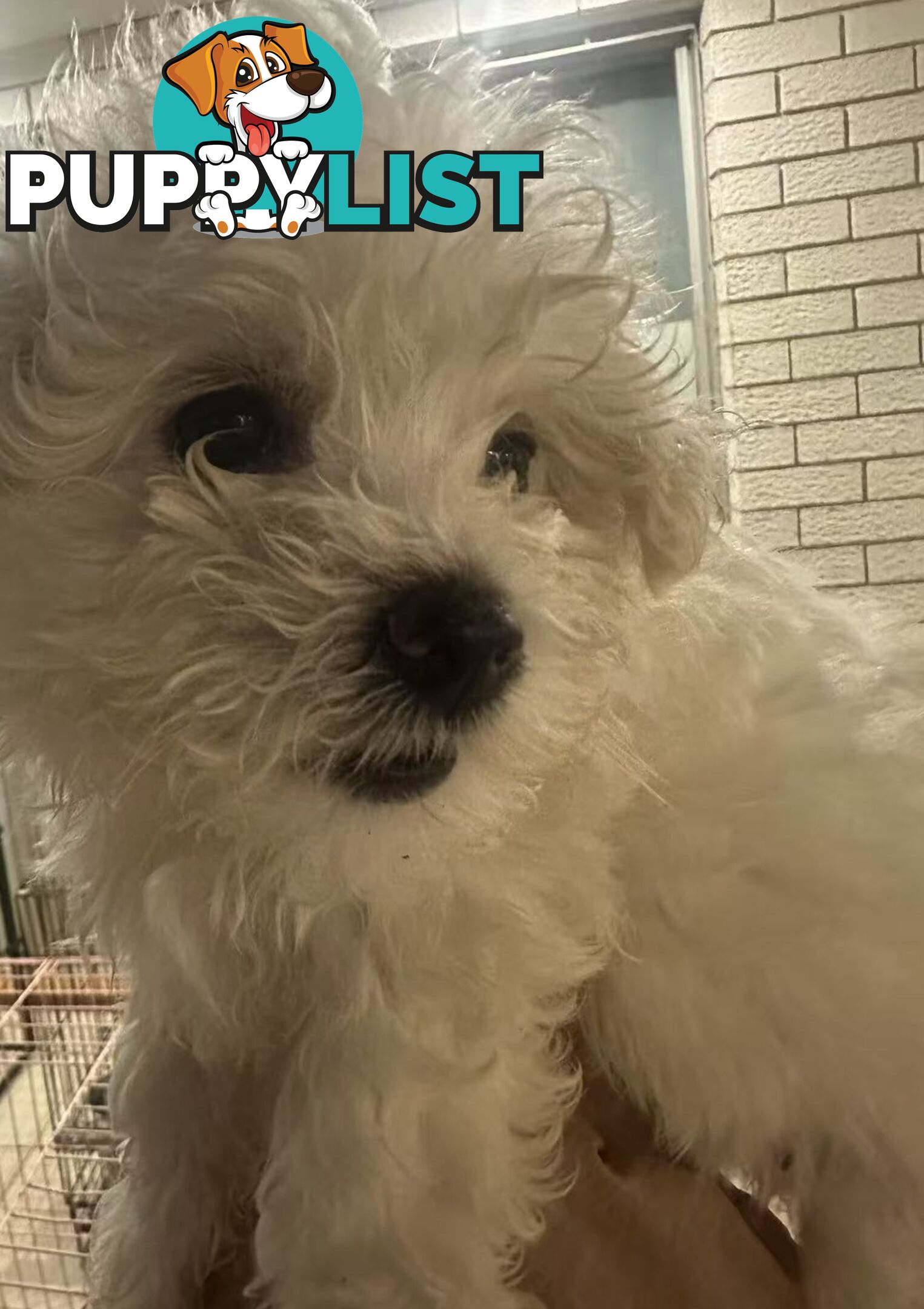 Purebred Bichon Frise Puppies