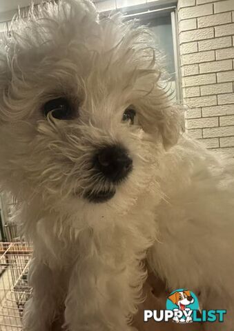 Purebred Bichon Frise Puppies