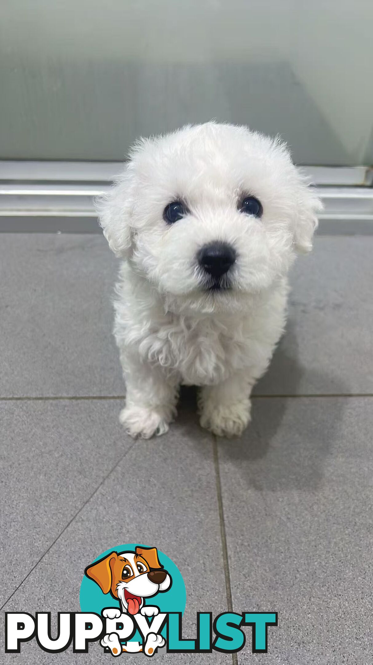 Purebred Bichon Frise Puppies