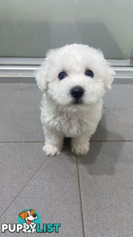 Purebred Bichon Frise Puppies