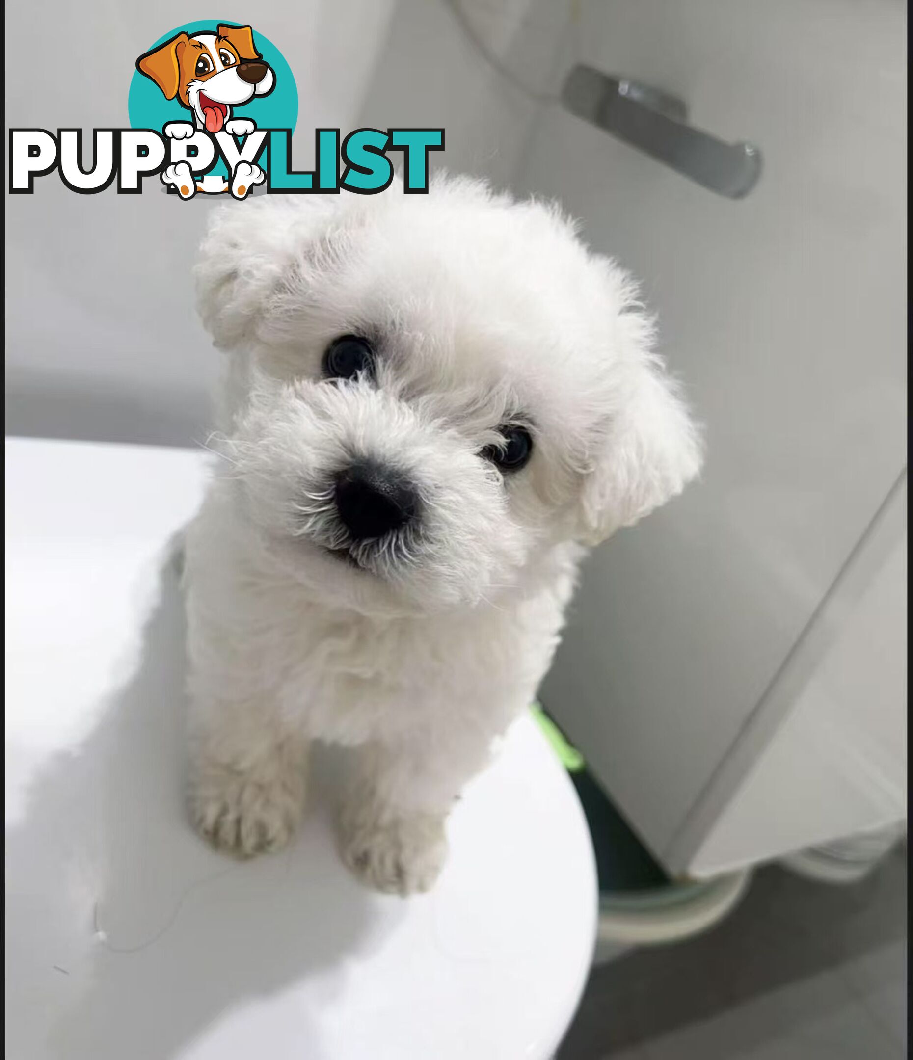 Purebred Bichon Frise Puppies