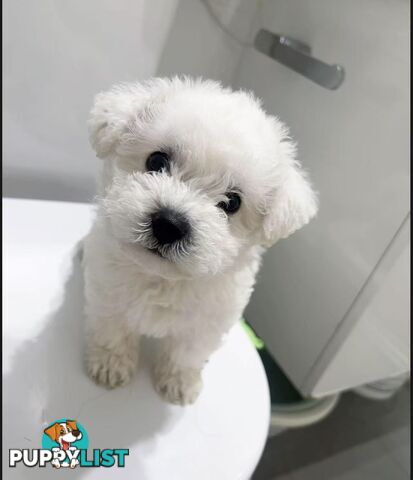 Purebred Bichon Frise Puppies