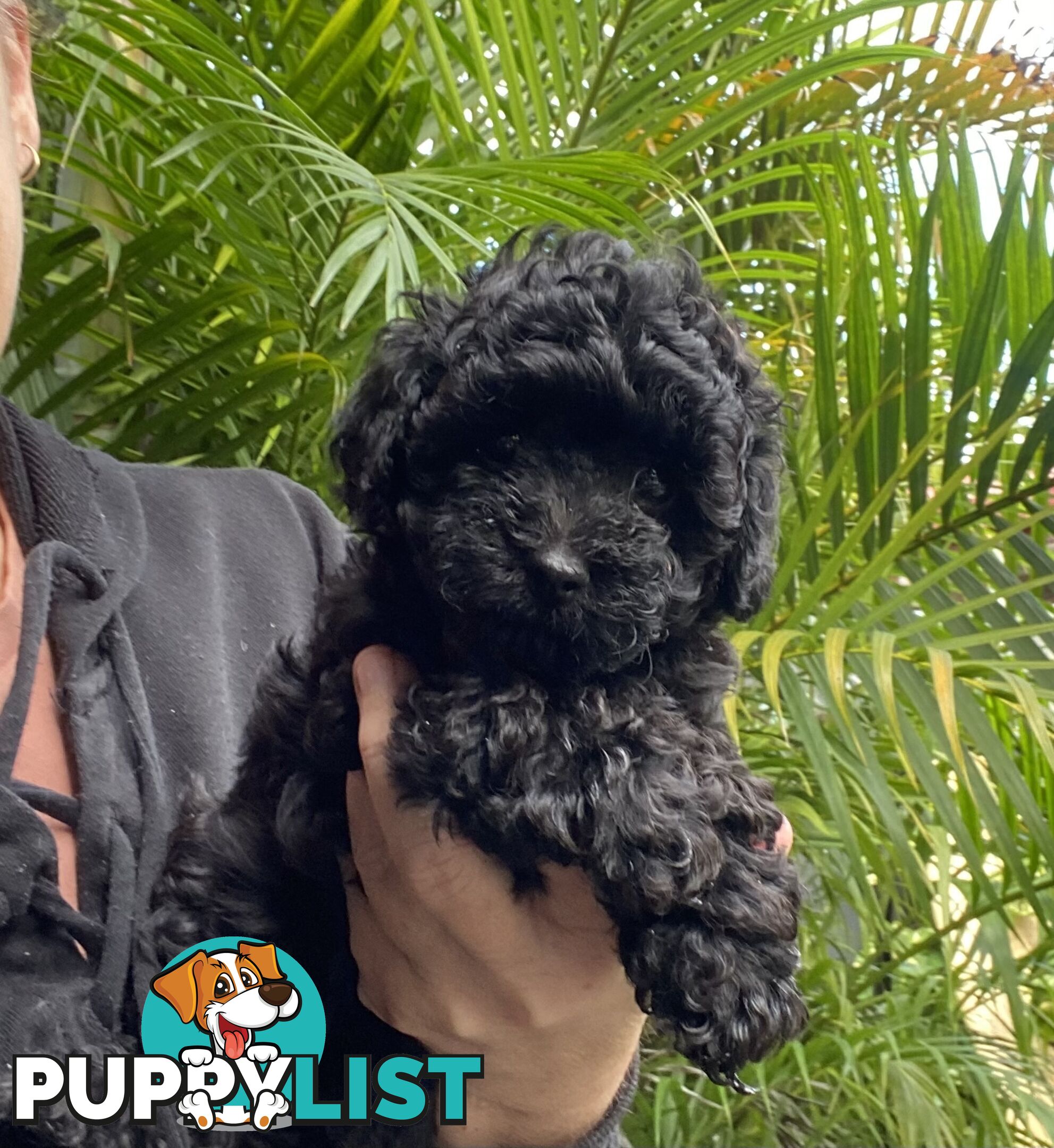 Toy Poodle X Moodle.