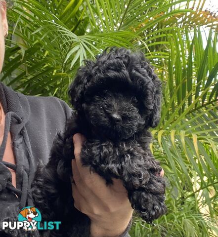 Toy Poodle X Moodle.