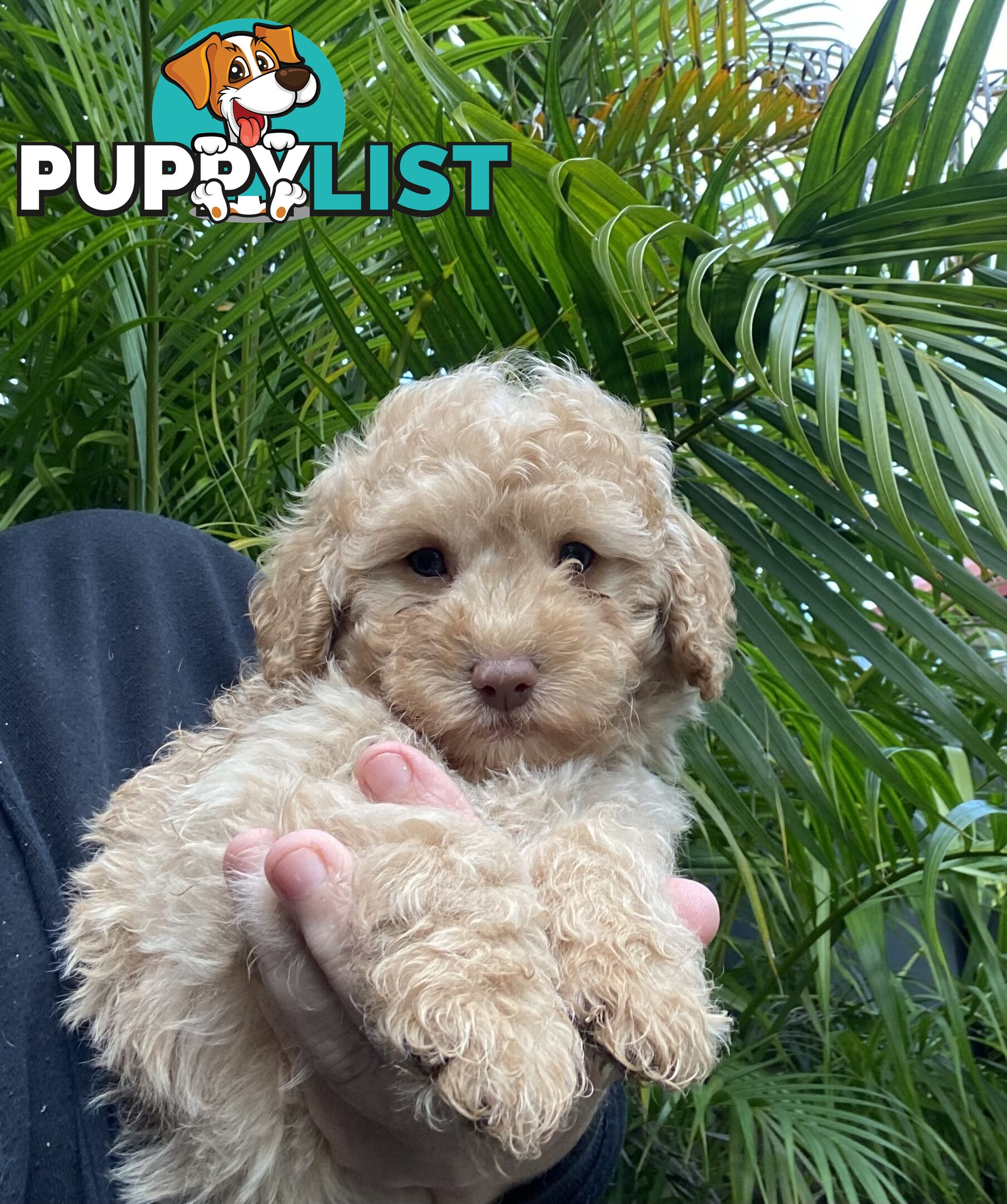 Toy Poodle X Moodle.