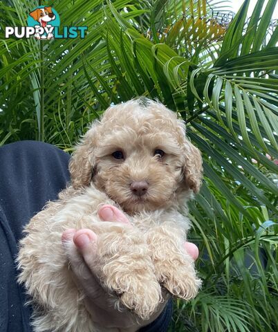 Toy Poodle X Moodle.