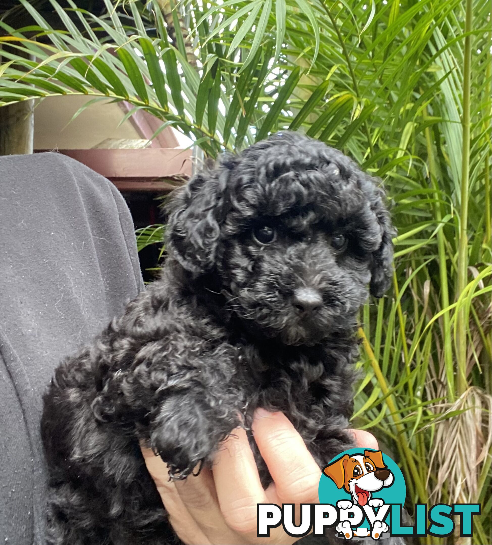 Toy Poodle X Moodle.