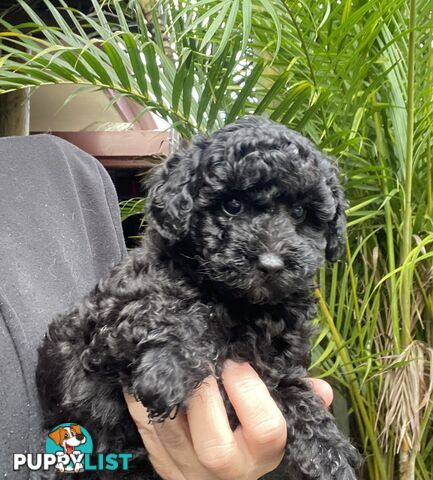 Toy Poodle X Moodle.