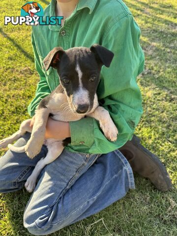 Purebred whippet puppies