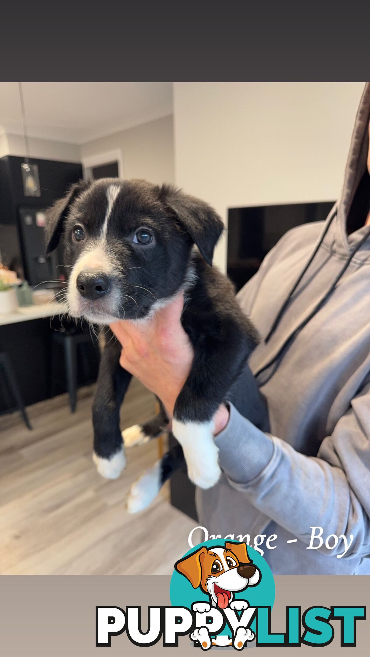 Border Collies puppies