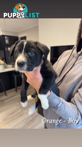 Border Collies puppies