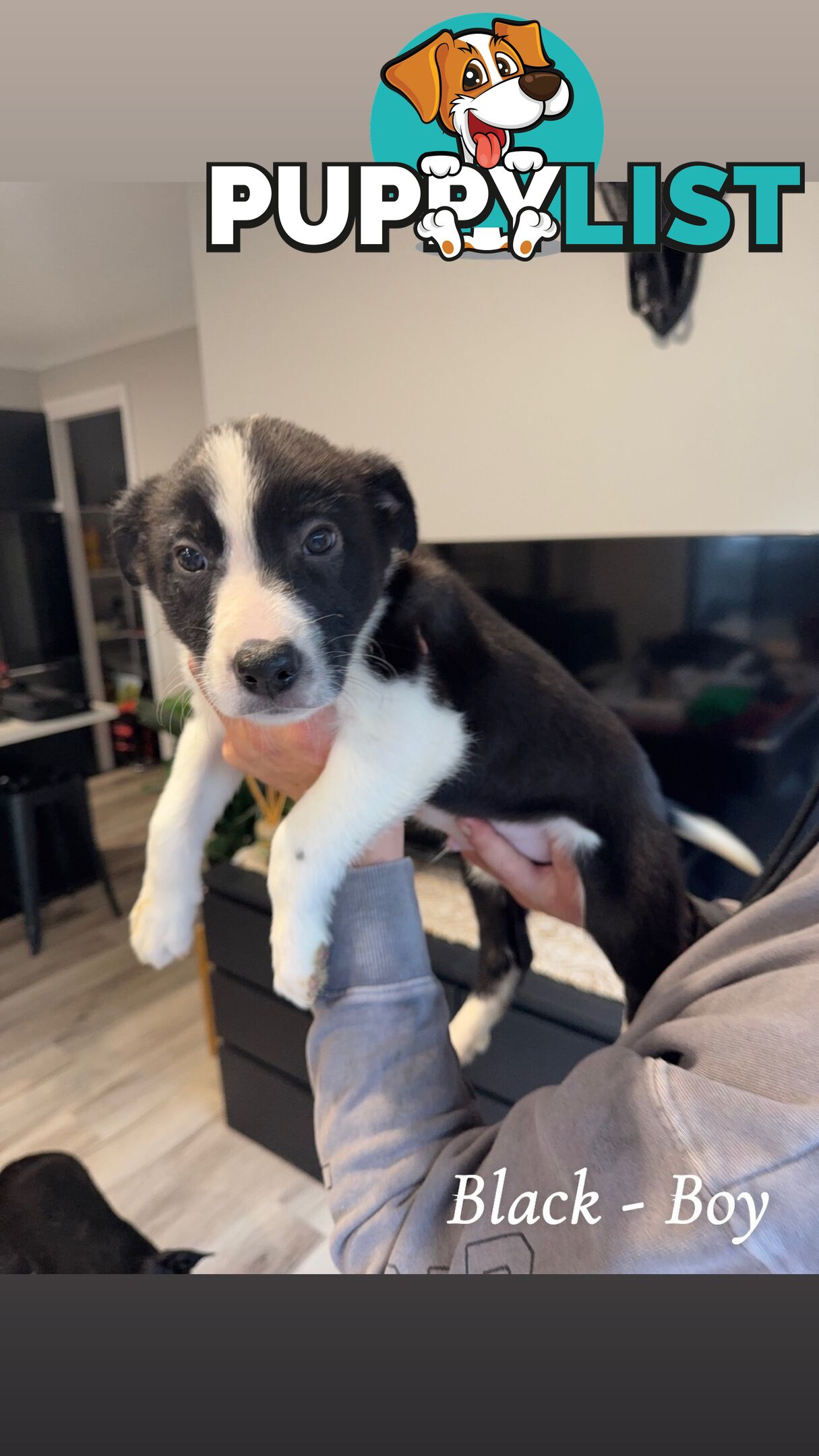 Border Collies puppies