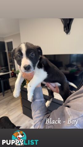 Border Collies puppies