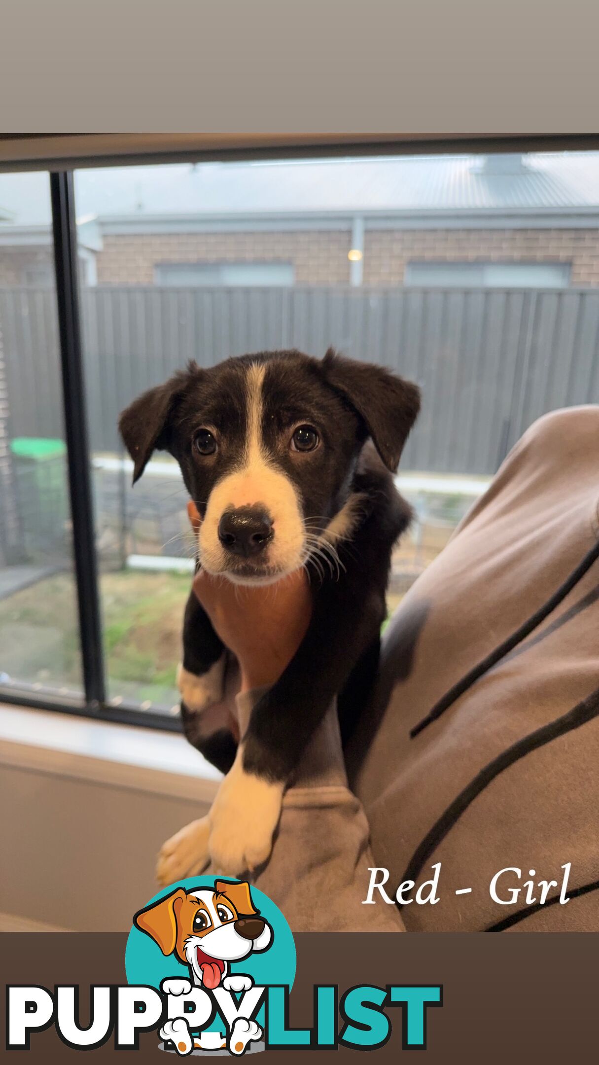 Border Collies puppies