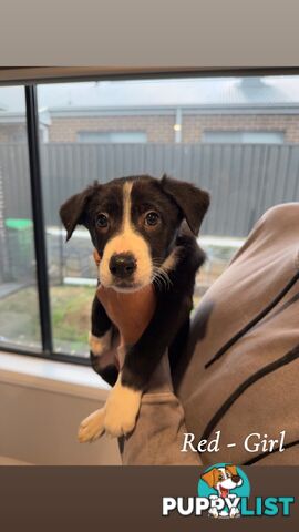 Border Collies puppies