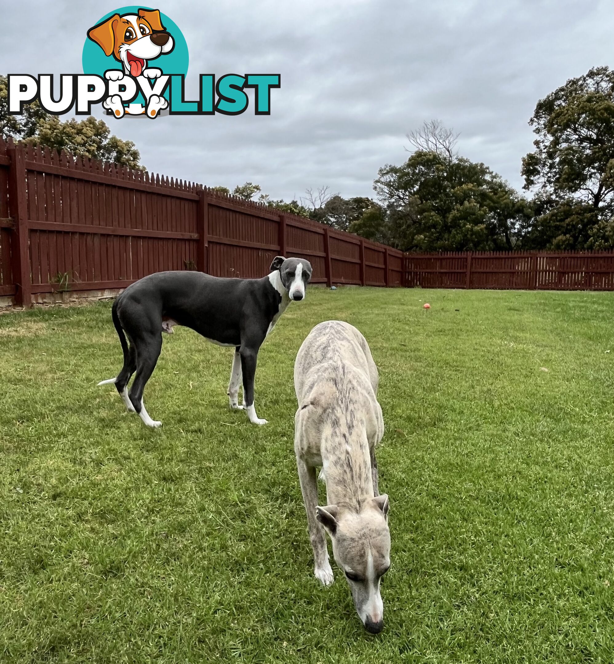 Whippet pups