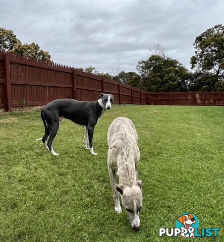 Whippet pups