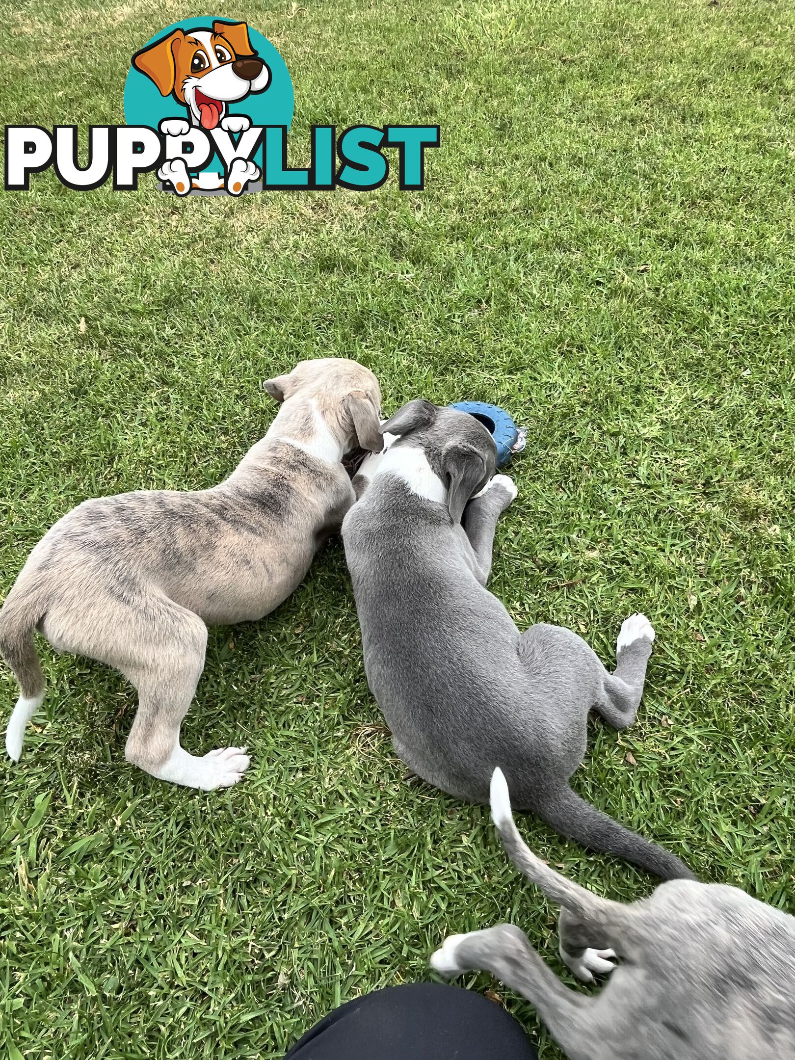 Whippet pups