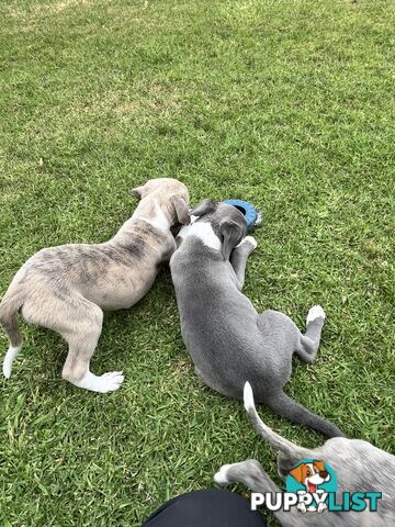 Whippet pups