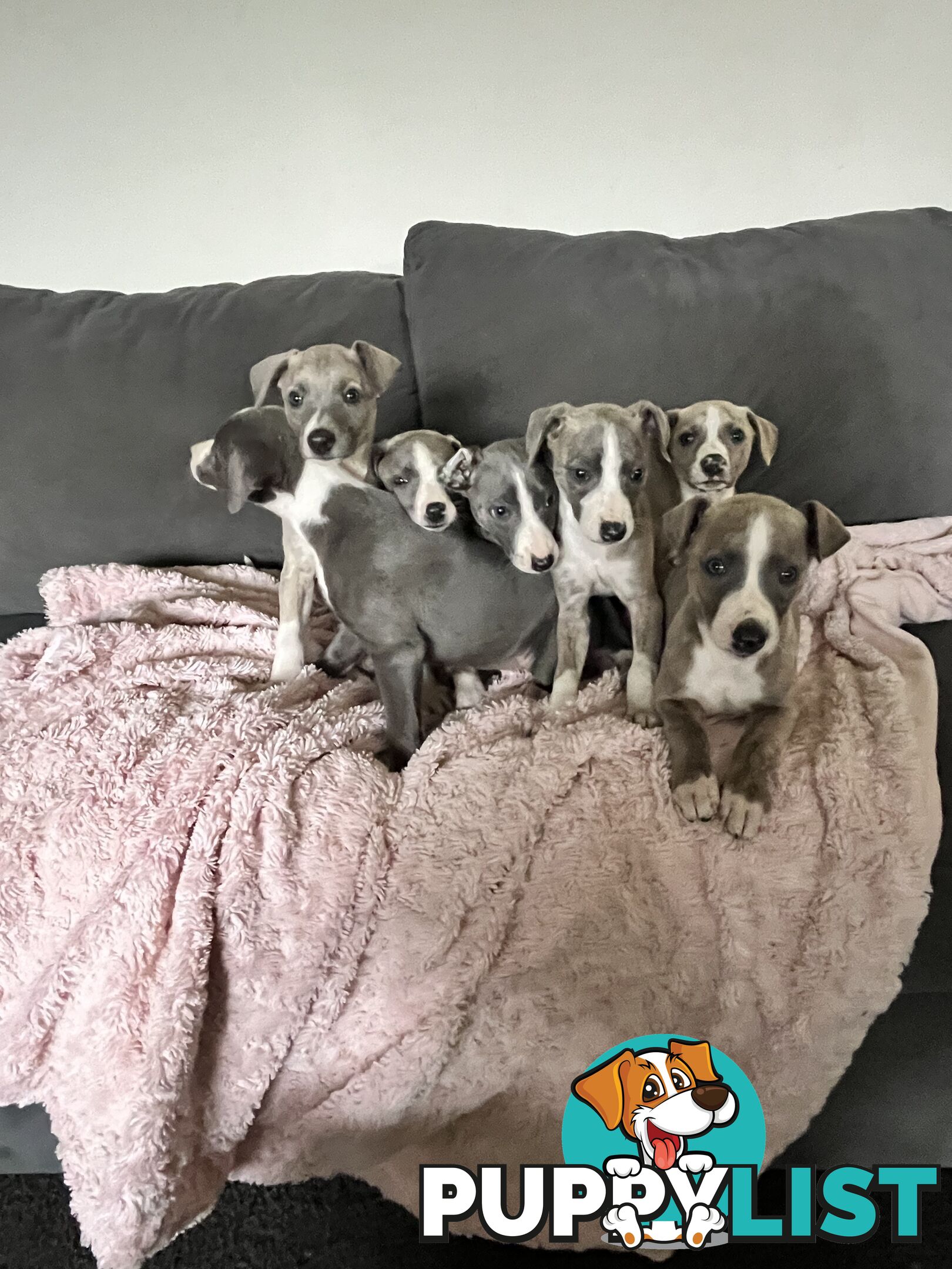 Whippet pups