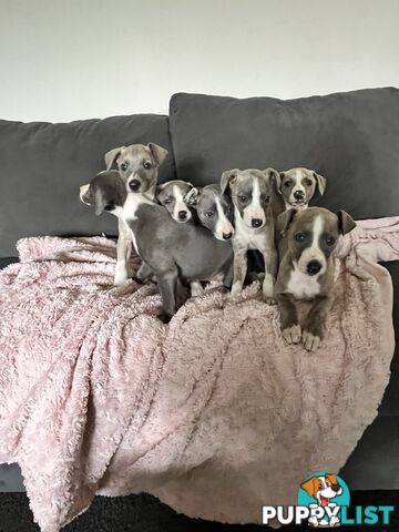 Whippet pups