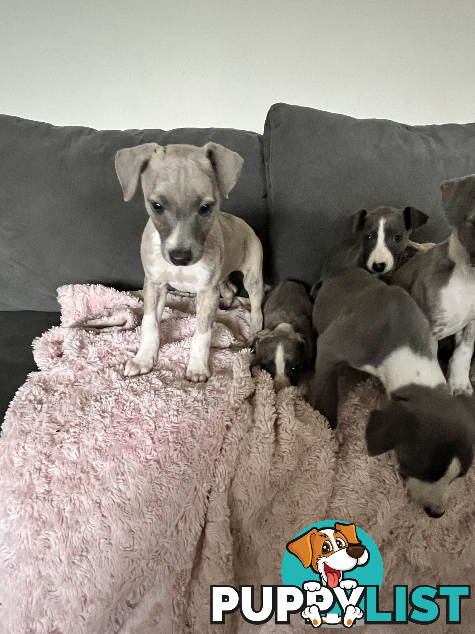 Whippet pups