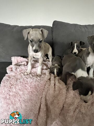 Whippet pups