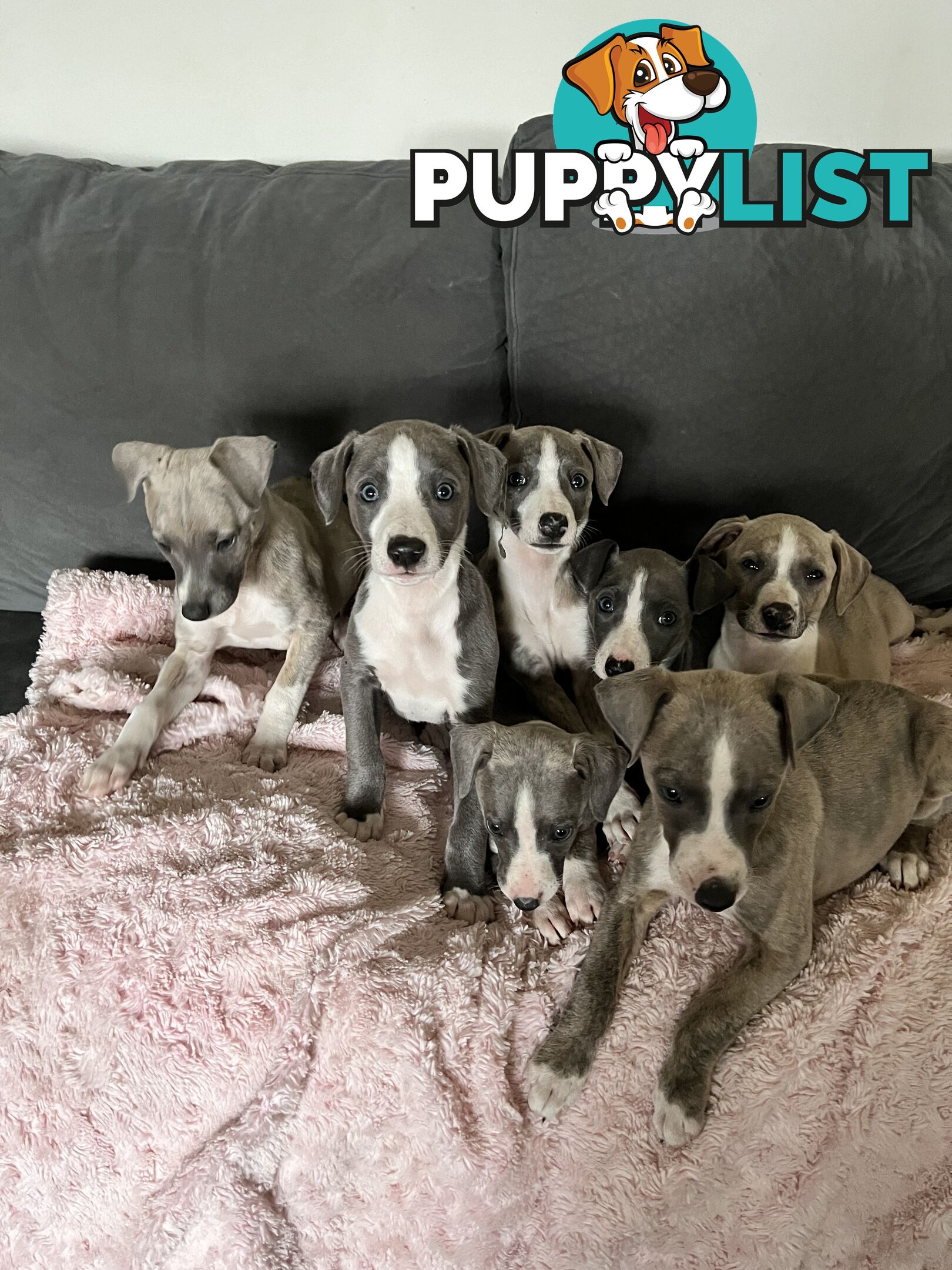 Whippet pups