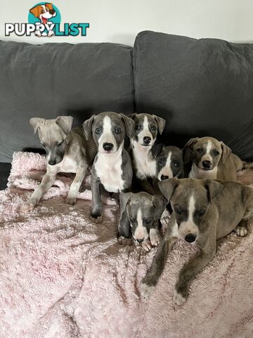 Whippet pups