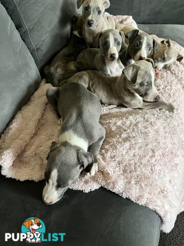 Whippet pups