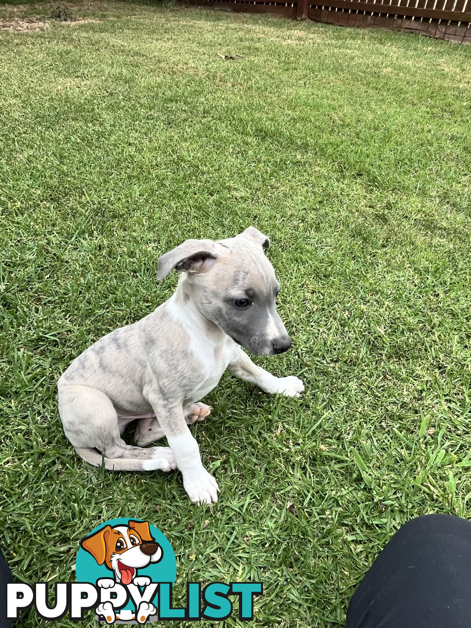 Whippet pups