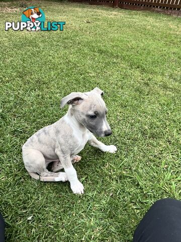 Whippet pups